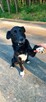 Do adopcji Hamlet, cudowny przytulas, kanapowiec, 19kg - 2