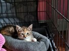 Kotki do adopcji - 7