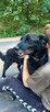 Do adopcji Hamlet, 19kg, kochany, ułożony psiak - 7