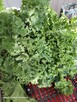 Warzywa ekonaturalne prosto z gospodarstwa ️730 450 496 - 6