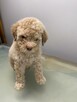 Lagotto Romagnolo FCI/ ZKwP - szczenięta - 2