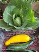Warzywa ekonaturalne prosto z gospodarstwa ️730 450 496 - 3