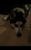 Monti - pies rasy Husky - 3