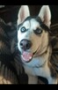 Monti - pies rasy Husky - 1