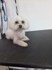 Szukam pracy jako groomer pomoc groomera - 1