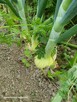 Warzywa ekonaturalne prosto z gospodarstwa ️730 450 496 - 4
