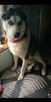 Monti - pies rasy Husky - 2