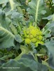 Warzywa ekonaturalne prosto z gospodarstwa ️730 450 496 - 7