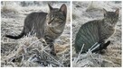 ŻORY zaginęła kotka szara w czarne prążki NAGRODA PIENIĘŻNA - 1