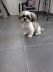 Szukam pracy jako groomer pomoc groomera - 4