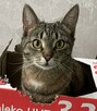ŻORY zaginęła kotka szara w czarne prążki NAGRODA PIENIĘŻNA - 2