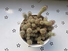 kaktus w ceramicznej osłonce - 3