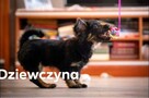 Dwa słodkie szczeniaczki do pokochania! - 4
