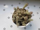 kaktus z doniczką ceramiczną - 3