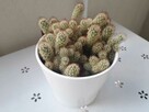 kaktus z doniczką ceramiczną - 2