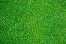 Zakładanie trawnika siew trawy mikrokoniczyna KURÓW - 1