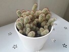 kaktus z doniczką ceramiczną - 4