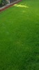 Zakładanie trawnika siew trawy mikrokoniczyna KURÓW - 4
