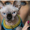 Adopcja 3 koty 1-3l , Czarna Pointka Sphynx i Bambino️ toy - 9