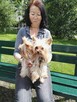 mini yorki, yorkshire-reproduktor - 11