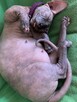 Adopcja 3 koty 1-3l , Czarna Pointka Sphynx i Bambino️ toy - 2