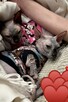 Adopcja 3 koty 1-3l , Czarna Pointka Sphynx i Bambino️ toy - 5