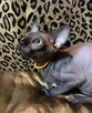 Adopcja 3 koty 1-3l , Czarna Pointka Sphynx i Bambino️ toy - 6