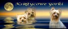 mini yorki, yorkshire-reproduktor - 3