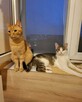 Piękne kochane kotki czekają na wspólny dom Wioletta P - 1