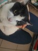 DS/DT dla ok.rocznego kocurka nie pozwólmy aby wrócił na uli - 3