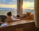 Piękne kochane kotki czekają na wspólny dom Wioletta P - 2