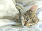 Oddam 3-miesięczne kotki do adopcji w dobre ręce - 12