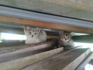 Oddam 3-miesięczne kotki do adopcji w dobre ręce - 6
