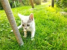 Oddam 3-miesięczne kotki do adopcji w dobre ręce - 10