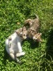 Oddam 3-miesięczne kotki do adopcji w dobre ręce - 5