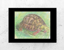 żółw obraz A4, vintage plakat z żółwiem - 2