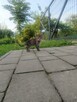 Oddam 3-miesięczne kotki do adopcji w dobre ręce - 8