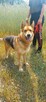 Do adopcji, za darmo, Dexter, owczarek mix, 6lat - 9