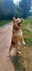 Do adopcji, za darmo, Dexter, owczarek mix, 6lat - 8