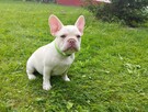 Buldog francuski - 4