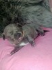 mini Chihuahua krótkowłosa niebieska z rodowodem - 2