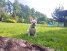 Buldog francuski - 6