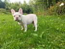 Buldog francuski - 1
