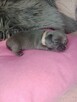 mini Chihuahua krótkowłosa niebieska z rodowodem - 3