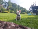 Buldog francuski - 5