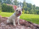 Buldog francuski - 2
