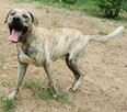 Demo roczny pies w typ rasy mix amstaff, Częstochowa - 2