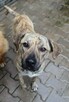 Demo roczny pies w typ rasy mix amstaff, Częstochowa - 3