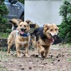 Spokojna, delikatna sunia, szuka domu, piękna MONA 5l. - 10