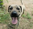 Demo roczny pies w typ rasy mix amstaff, Częstochowa - 4